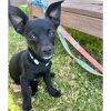 Pippa - ADOPTADA - Imagen 8