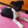 Merlin - ADOPTADO