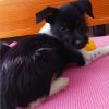 Merlin - ADOPTADO - Imagen 2