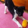 Merlin - ADOPTADO - Imagen 7