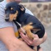 Willow - ADOPTADO