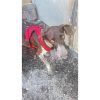 Wendy - ADOPTADA - Imagen 4