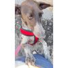 Wendy - ADOPTADA - Imagen 2