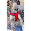 Wendy - ADOPTADA - Imagen 9