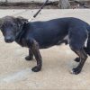 Salchii - ADOPTADO - Imagen 7