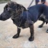 Salchii - ADOPTADO - Imagen 6