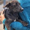 Salchii - ADOPTADO - Imagen 5