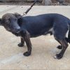 Salchii - ADOPTADO - Imagen 3