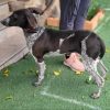 Wendy - ADOPTADA - Imagen 16