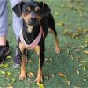 Lucky - ADOPTADO