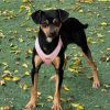 Lucky - ADOPTADO - Imagen 7