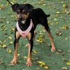 Lucky - ADOPTADO - Imagen 6