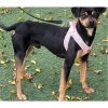 Lucky - ADOPTADO - Imagen 4