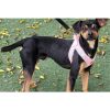 Lucky - ADOPTADO - Imagen 2