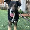 Roma - ADOPTADA