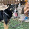 Roma - ADOPTADA - Imagen 2