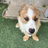 Groucho - ADOPTADO - Imagen 7