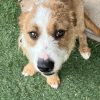 Groucho - ADOPTADO - Imagen 6