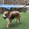 Groucho - ADOPTADO - Imagen 5