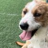 Groucho - ADOPTADO - Imagen 4