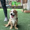 Groucho - ADOPTADO - Imagen 3