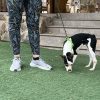 Chaplin - ADOPTADO - Imagen 10