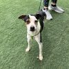 Chaplin - ADOPTADO