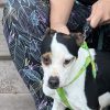 Chaplin - ADOPTADO - Imagen 5