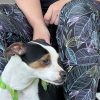 Chaplin - ADOPTADO - Imagen 3