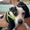 Chaplin - ADOPTADO - Imagen 2