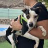 Chaplin - ADOPTADO - Imagen 11