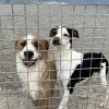 Chaplin - ADOPTADO - Imagen 12