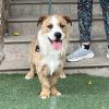 Groucho - ADOPTADO