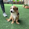 Groucho - ADOPTADO - Imagen 8