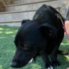 Romeo - ADOPTADO - Imagen 4