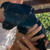 Romeo - ADOPTADO - Imagen 3