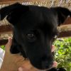 Romeo - ADOPTADO - Imagen 2