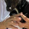 Romeo - ADOPTADO - Imagen 14