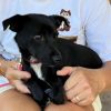 Romeo - ADOPTADO - Imagen 12