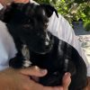 Romeo - ADOPTADO - Imagen 11