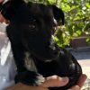 Romeo - ADOPTADO - Imagen 9