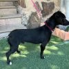 Romeo - ADOPTADO - Imagen 8
