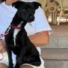 Romeo - ADOPTADO - Imagen 7