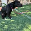 Romeo - ADOPTADO - Imagen 6
