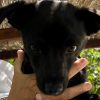 Romeo - ADOPTADO - Imagen 5