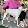 Ramón - ADOPTADO - Imagen 14