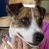 Ramón - ADOPTADO - Imagen 3