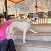 Ramón - ADOPTADO - Imagen 11