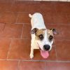 Ramón - ADOPTADO - Imagen 10