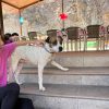 Ramón - ADOPTADO - Imagen 9